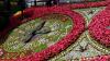 ‘Magnificent’ annual floral clock unveiled to benefit gardening charity