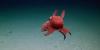 Rare, elusive pancake-like octopus spotted in unchartered deep waters off Caribbean island