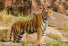 Nepal Emerges as a Leading Country for Bengal Tiger Conservation