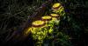 A Massachusetts town rejected free lighting offer in order to protect fireflies. Why do they matter?