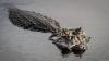 Is An Alligator Lurking In This Kentucky Pond?
