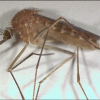 Mississippi mosquito season peaks as West Nile Virus cases rise