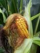 South Dakota corn looks good despite half-normal rainfall