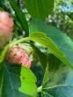 URI biotechnology student helps raise tiny wasps with a big mission