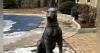 Mass. Creates Fund to Cover Medical Care for Retired Police, Military K-9s