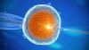 US fertility doctor accused of using own sperm to impregnate woman