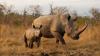<![CDATA[The next casualty of the overdose crisis could be wildlife conservation]]>