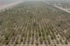 Abu Dhabi introduces housing loan for subdivided agricultural land