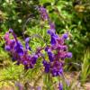 Tom Karwin, On Gardening | Designing with native plants