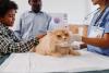 <![CDATA[Q&A: SGLT2 inhibitors in feline diabetes and what to know about blood ketones, DKA, diet, and monitoring]]>