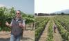 California wineries are now BURNING their vineyards after slump in sales caused by healthy living and switch to trendy drinks like spiked seltzer