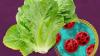 UK also reports rise in cyclospora infections