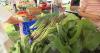 HEALTH MINUTE: CYCLOSPORA CAUTION VERSUS FOOD PHOBIA