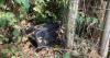 Investigation to find 'source of infestation' in Kidwells Park as rat problem continues