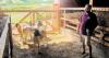 FARM TO TABLE: Gauley Farm - serving a clientele with distinctive requirements