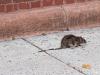 We asked for gruesome stories about D.C.’s rats. You delivered.