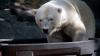 Prague Zoo keeps polar bears cool with ice amid heatwave