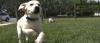 Humane Society of South Mississippi shares tips to keep pets safe during summer heat