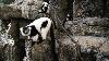 Rare twin lemurs born at New York’s Central Park Zoo