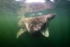 Wind farms join bottom trawlers and oil rigs in a protected North Sea sandbank