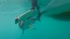 Mysterious shark spotted near the Galápagos Islands for the first time in over 20 years