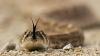 It's Birthing Season For Rattlesnakes In Arizona, But Don't Panic!