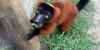 New red ruffed lemurs help North Florida Wildlife Center give back