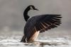 How Canada geese and their poop became an urban wildlife management challenge