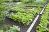 This Kentucky Jail Has Grown More Than 41,000 Pounds of Produce