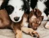 These Are Now The Most Popular Dog Names In Minnesota