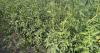 Heat and Smoke Impact Local Produce As Montana Farmers Face Growing Challenges