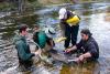 Long live the sturgeon!