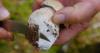 State health officials warn of mushroom danger after 11 sickened in Montana