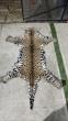 Costa Rica Investigates Jaguar Pelt Seized in Heredia Raid