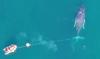 Australia crews free humpback from fishing gear after 'unprecedented' weekend of tangles