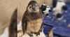 Lehigh Valley Zoo welcomes Fritz, its first African penguin chick hatched in nearly a decade