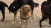 Who let the dogs out? Boston reviews leash law enforcement amid growing safety concerns
