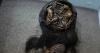 Ancient Mummy DNA Reveals Colonization Spread Smallpox