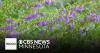Creeping bellflower is causing a headache for gardeners