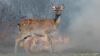 In wildfire-hit France, 3 rescuers find a dehydrated deer and carry it to safety