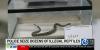 Two men charged after 49 reptiles, including 46 venomous snakes, seized from Hamden warehouse