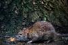 Boston to host second National Urban Rat Summit
