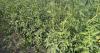 Heat and Smoke Impact Local Produce as Montana Farmers Face Growing Challenges
