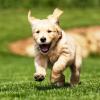 Entertainment: Hot Times, Cool Beer and a Dog Day