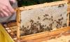 Is Global Warming Impacting the Worldwide Bee Population?