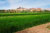 Morocco’s CRO Market: 5 Trends Reshaping Agricultural R&D Across Africa