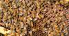Invasive bee-killing hornets discovered in North Carolina for first time