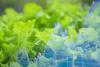 Mexico Tests Find No Cyclospora in Taylor Farms Lettuce Samples