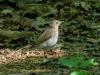 The Birds of the Catskill High Peaks Are Disappearing. Researchers Say Hikers Can Help.