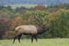 Pennsylvania Game Commission’s Elk Cam returns for the 2026 season: here’s how to watch